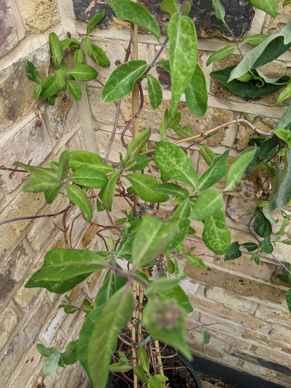 Honeysuckle disease? — BBC Gardeners' World Magazine