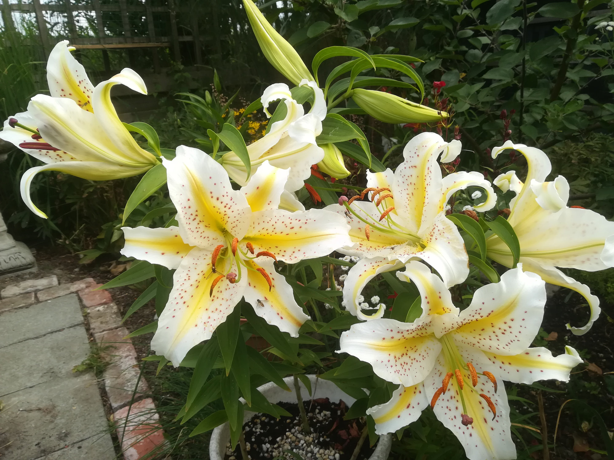 Lillies — BBC Gardeners' World Magazine