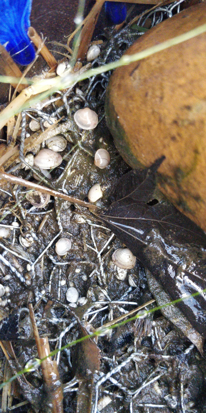 Clam in pond? — BBC Gardeners' World Magazine