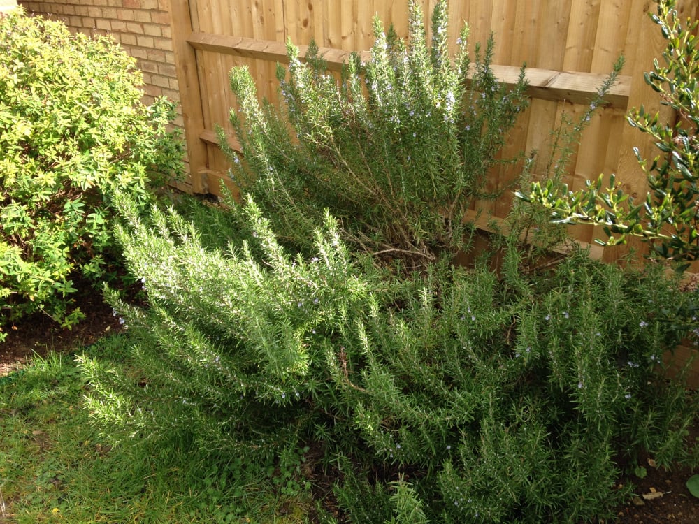 Overgrown Rosemary bushes how much to prune and do they grow back