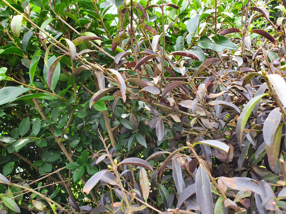 Why is is my hedge dying — BBC Gardeners' World Magazine