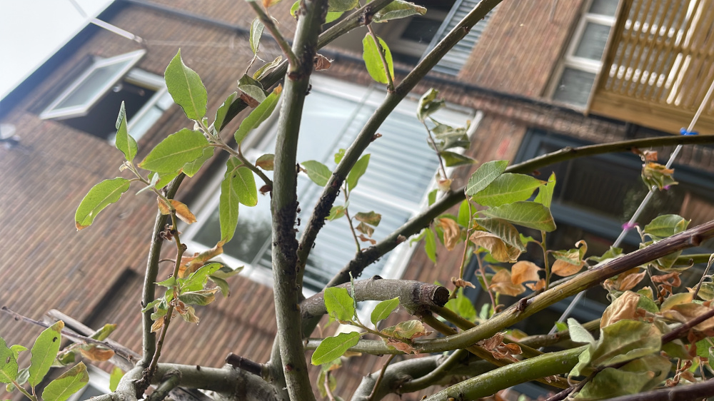 Ants on Pussy Willow — BBC Gardeners' World Magazine