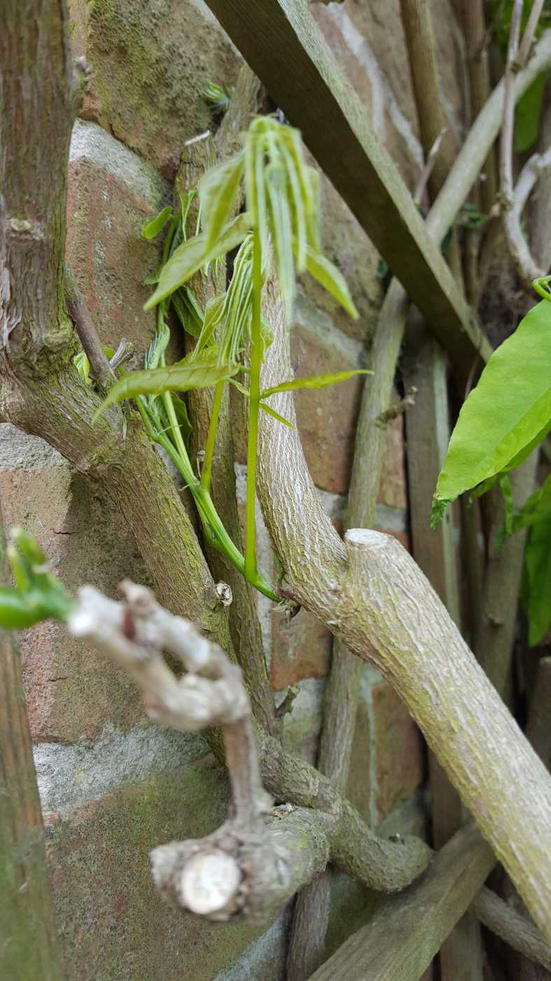 Wisteria is wilting — BBC Gardeners' World Magazine