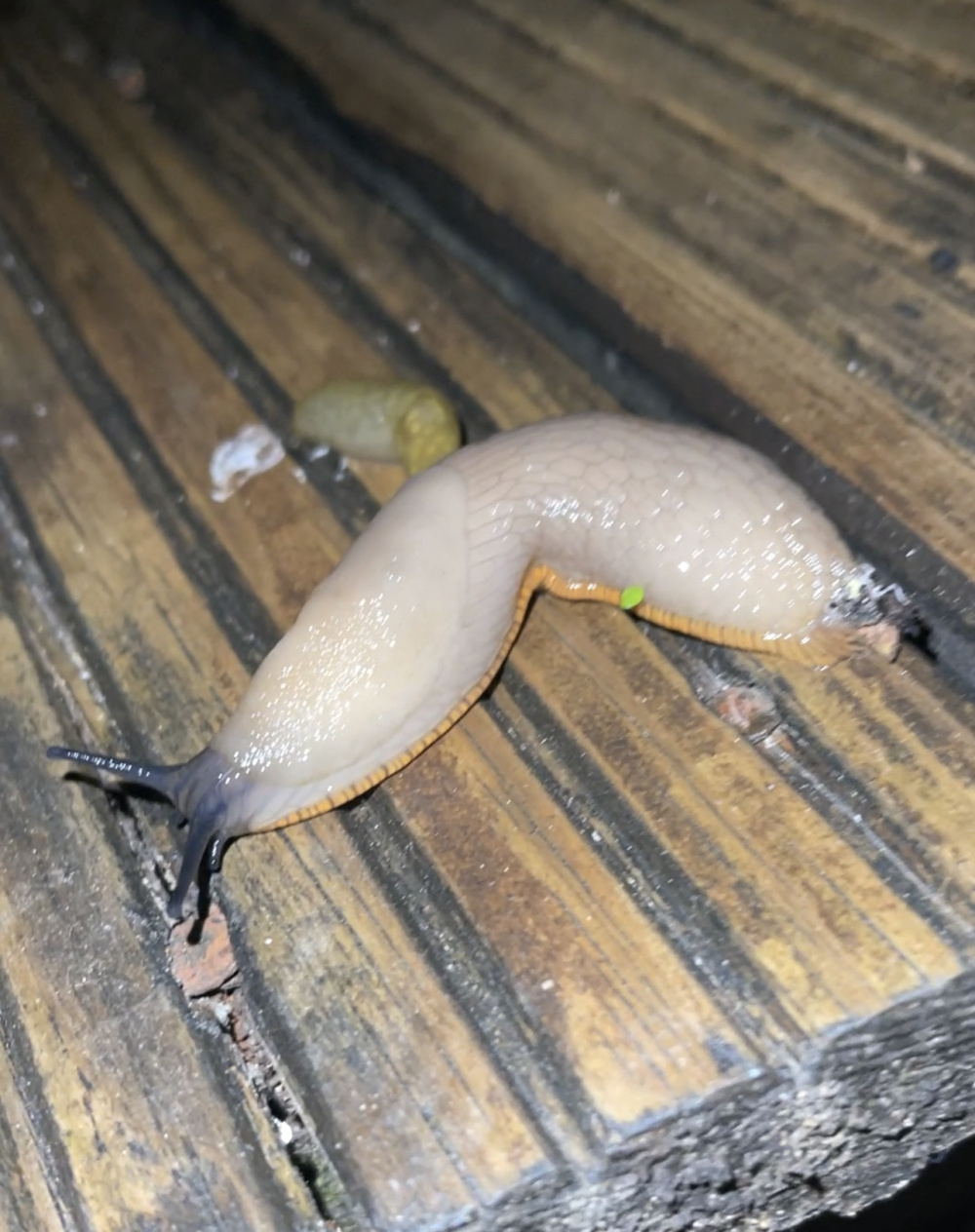 Slug ID! — BBC Gardeners' World Magazine