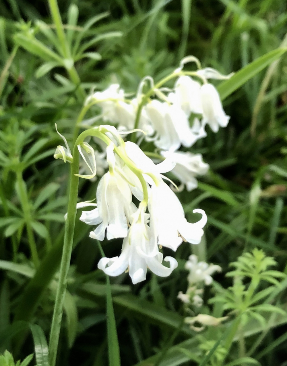 Are these white Bluebells the English variety? — BBC Gardeners' World