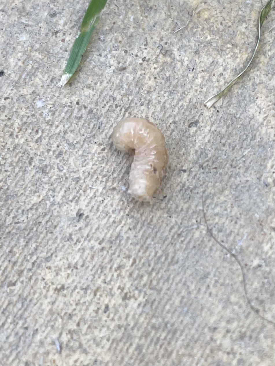 Maggots in lawn — BBC Gardeners' World Magazine