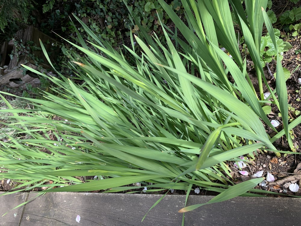 Grasslike plant identification? Page 2 — BBC Gardeners' World Magazine