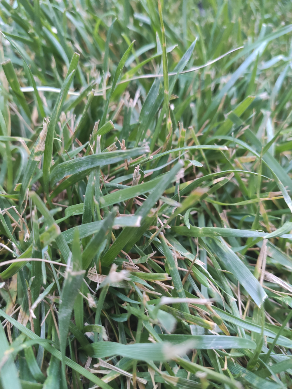 Fungus on new laid turf — BBC Gardeners' World Magazine