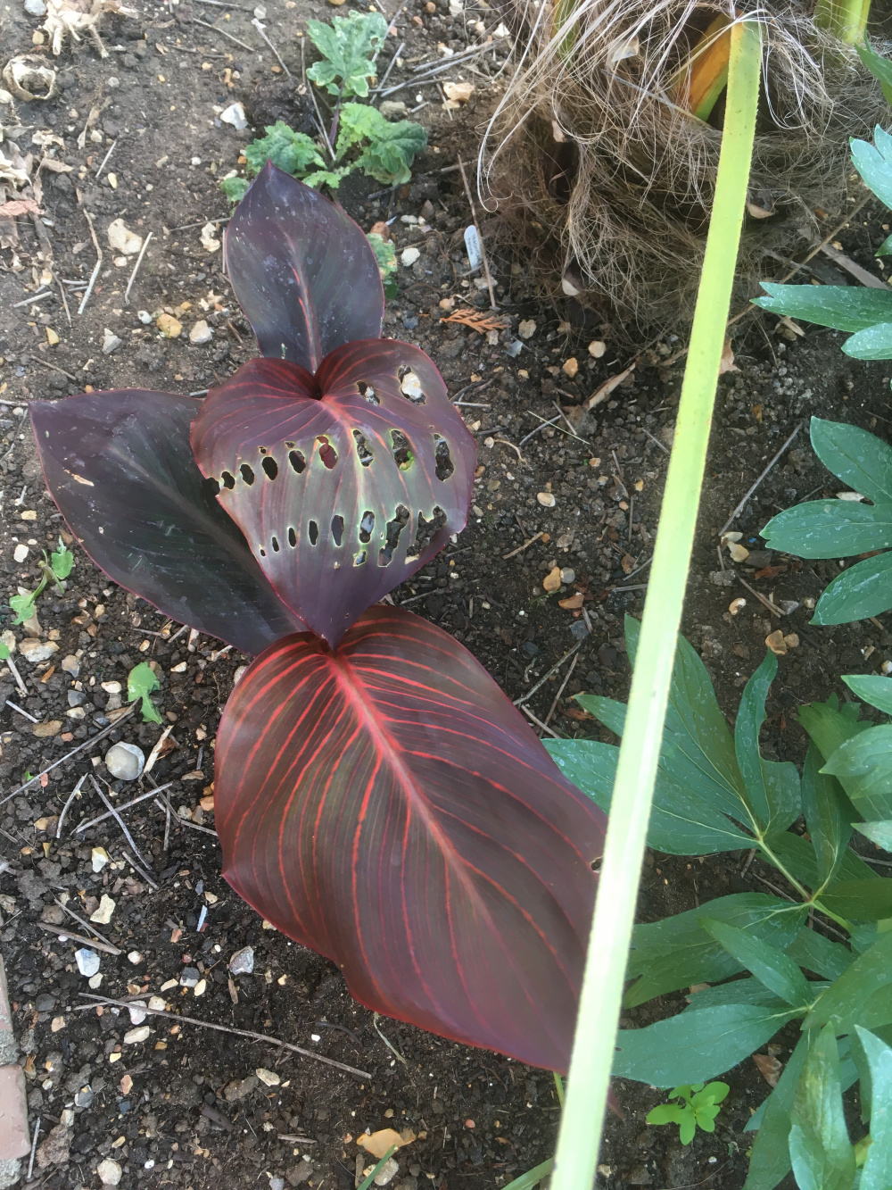 Odd line of holes in my canna leaves — BBC Gardeners' World Magazine