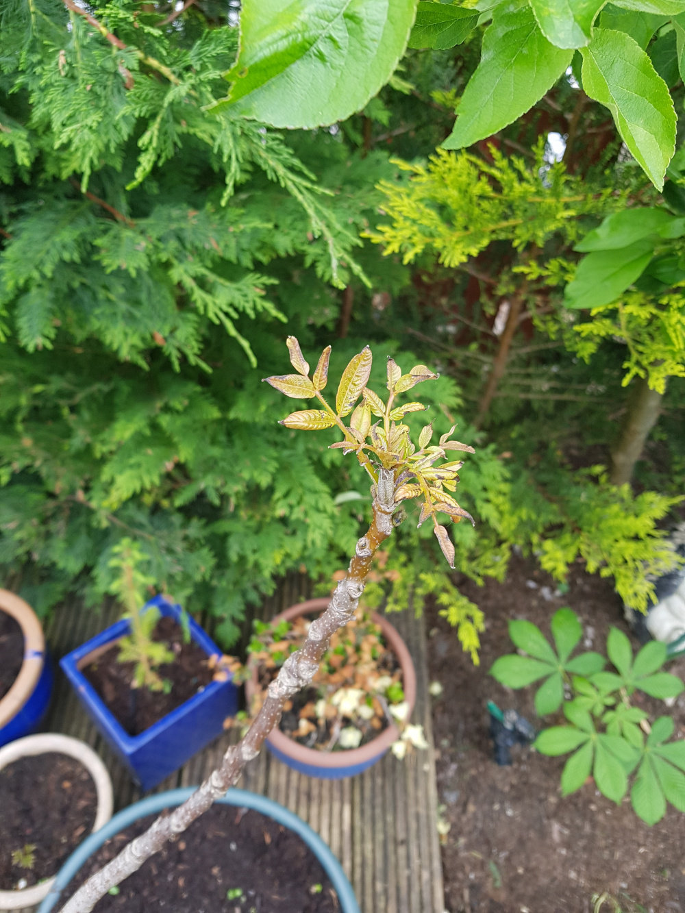 Walnut tree in pot 6years — BBC Gardeners' World Magazine