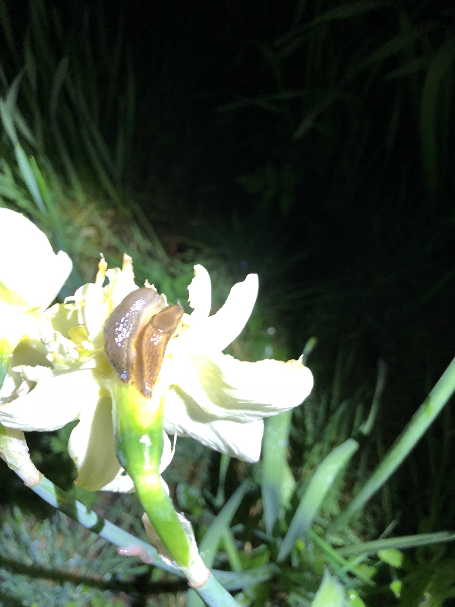 DAFFODIL FLOWERS BEING EATEN! Page 2 — BBC Gardeners' World Magazine