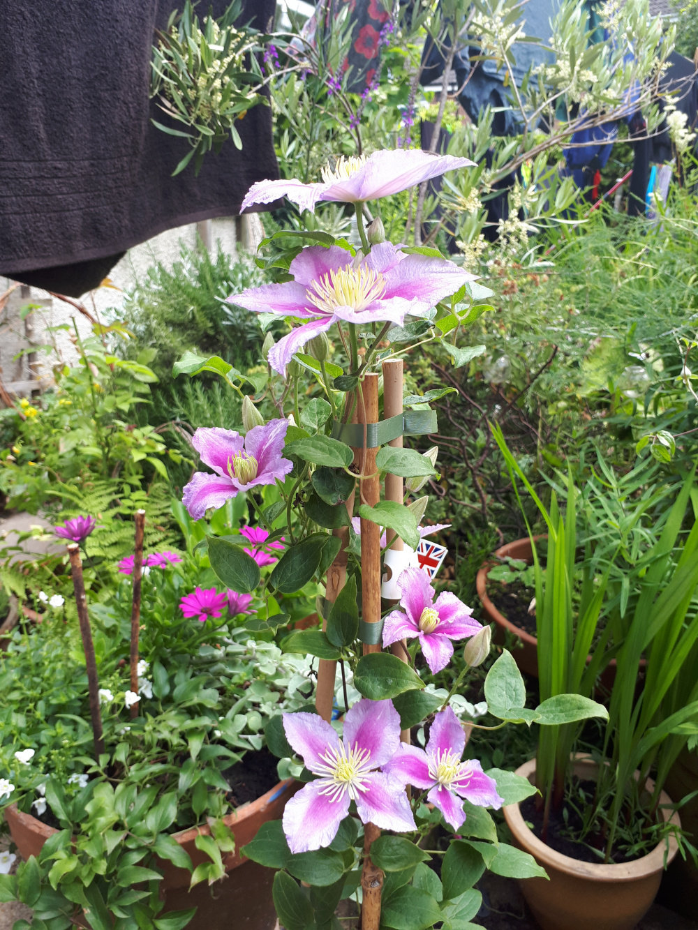 Why Is My Clematis Montana Not Flowering Know Your "Type" to Prune