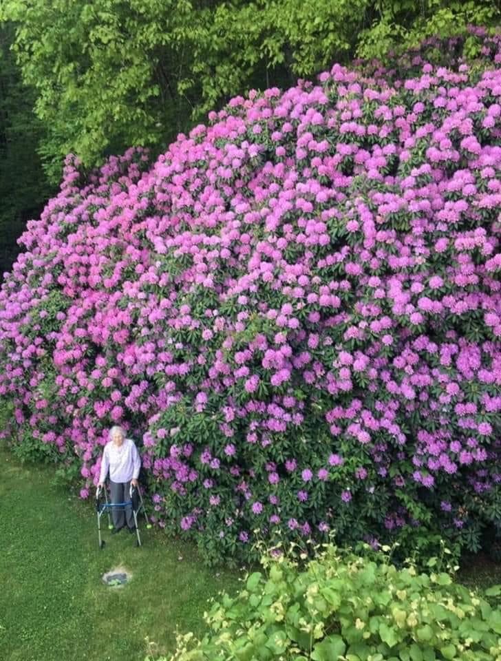 100 Year Old Rhododendron Bush Bbc Gardeners World Magazine 100 Year Old Rhododendron Bush Bbc Gardeners World Magazine