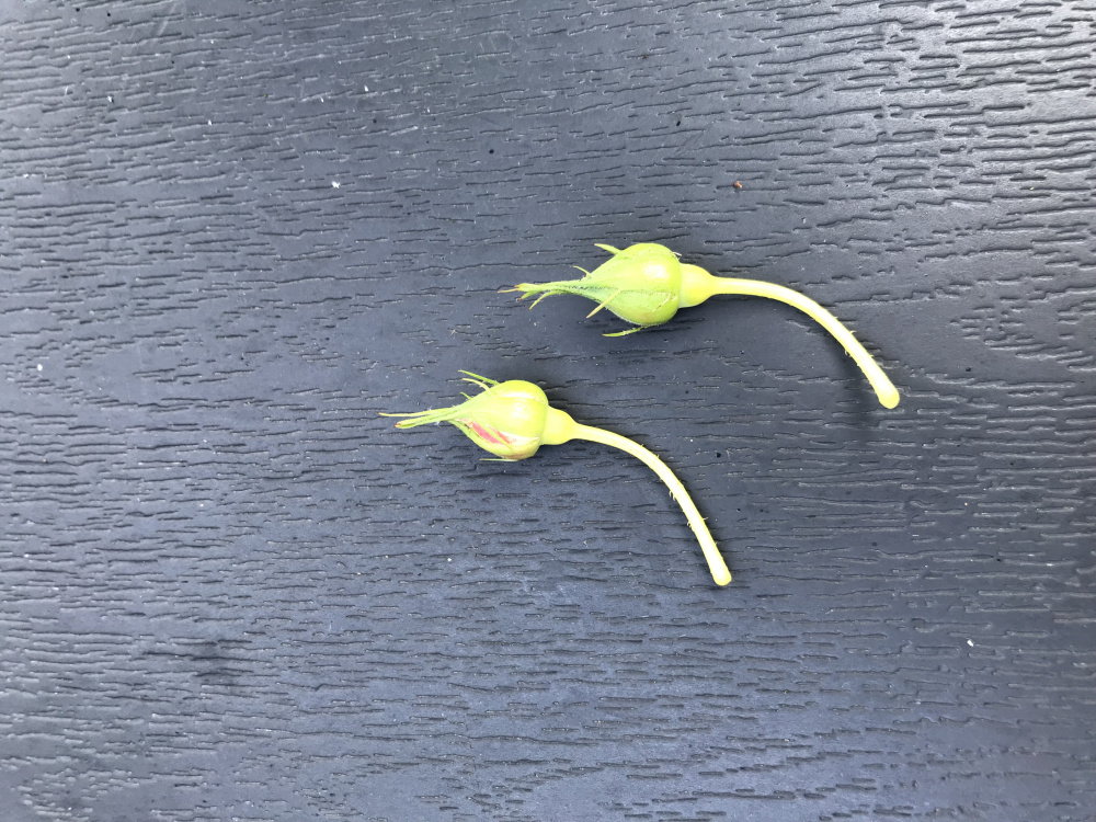 Pilgrim rose buds falling off — BBC Gardeners' World Magazine
