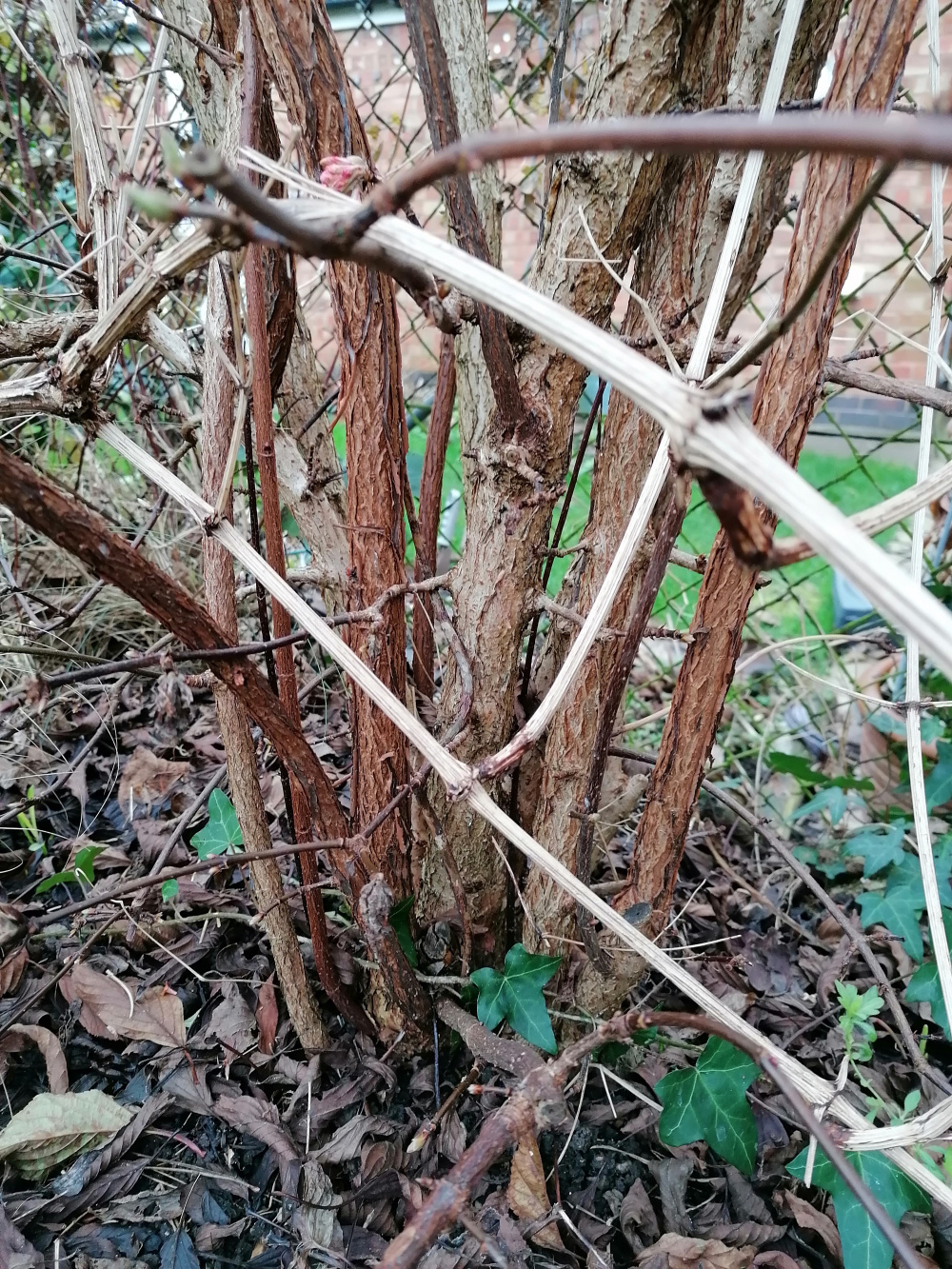 How to prune this Viburnum? — BBC Gardeners' World Magazine