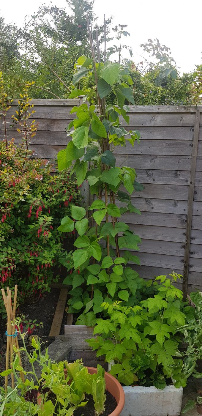 Lots Of Flowers On Runner Beans But No Best Flower Site