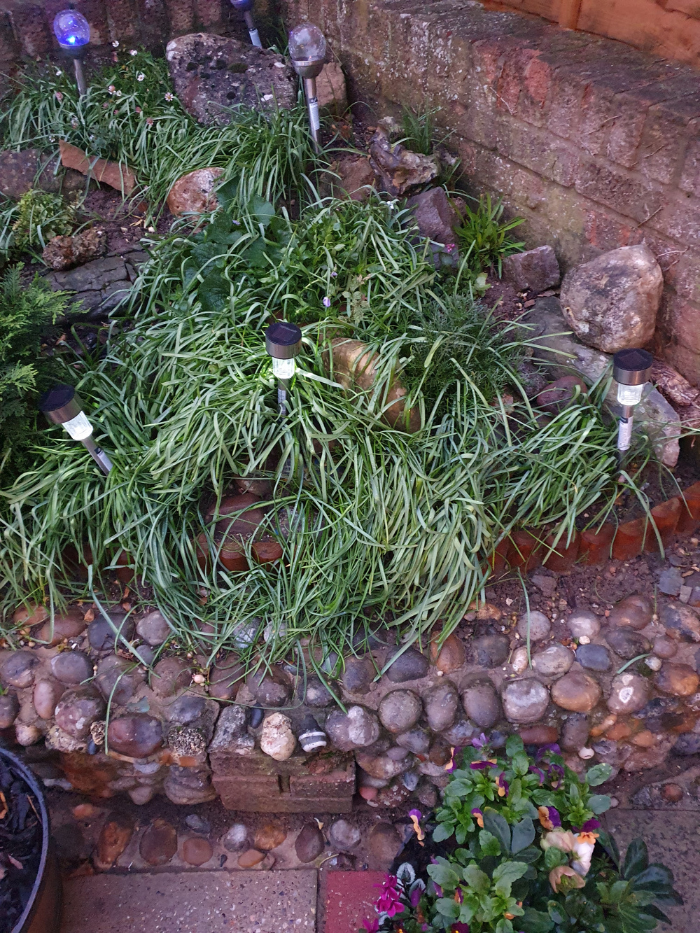 No flowers on bulbs — BBC Gardeners' World Magazine