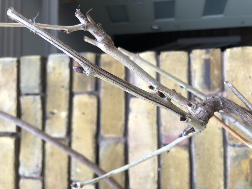 Help! Wisteria not flowering — BBC Gardeners' World Magazine