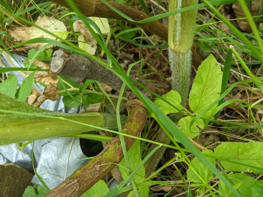 Rose standard rootstock ID — BBC Gardeners' World Magazine