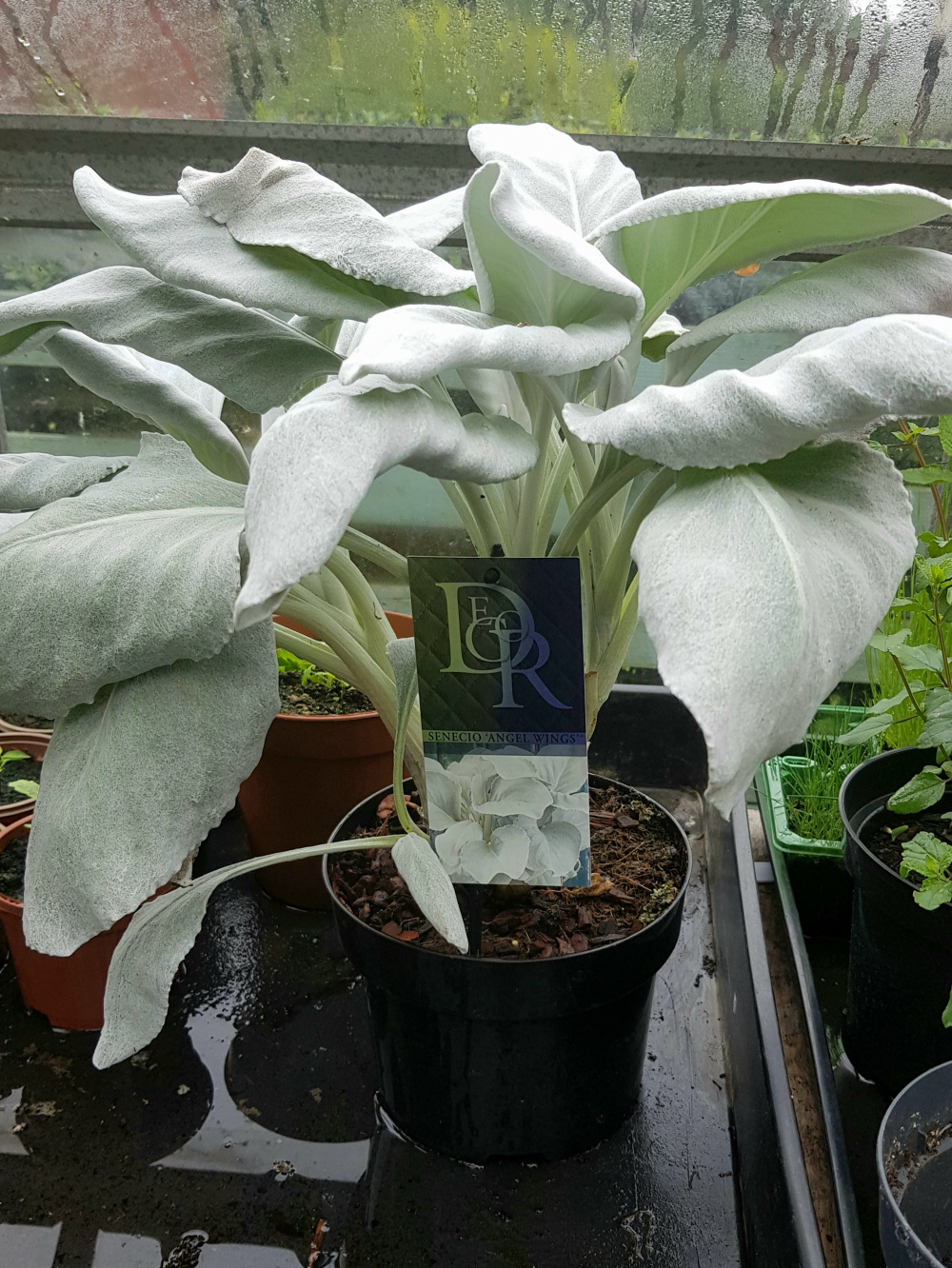 Senecio �angel wings� — BBC Gardeners� World Magazine