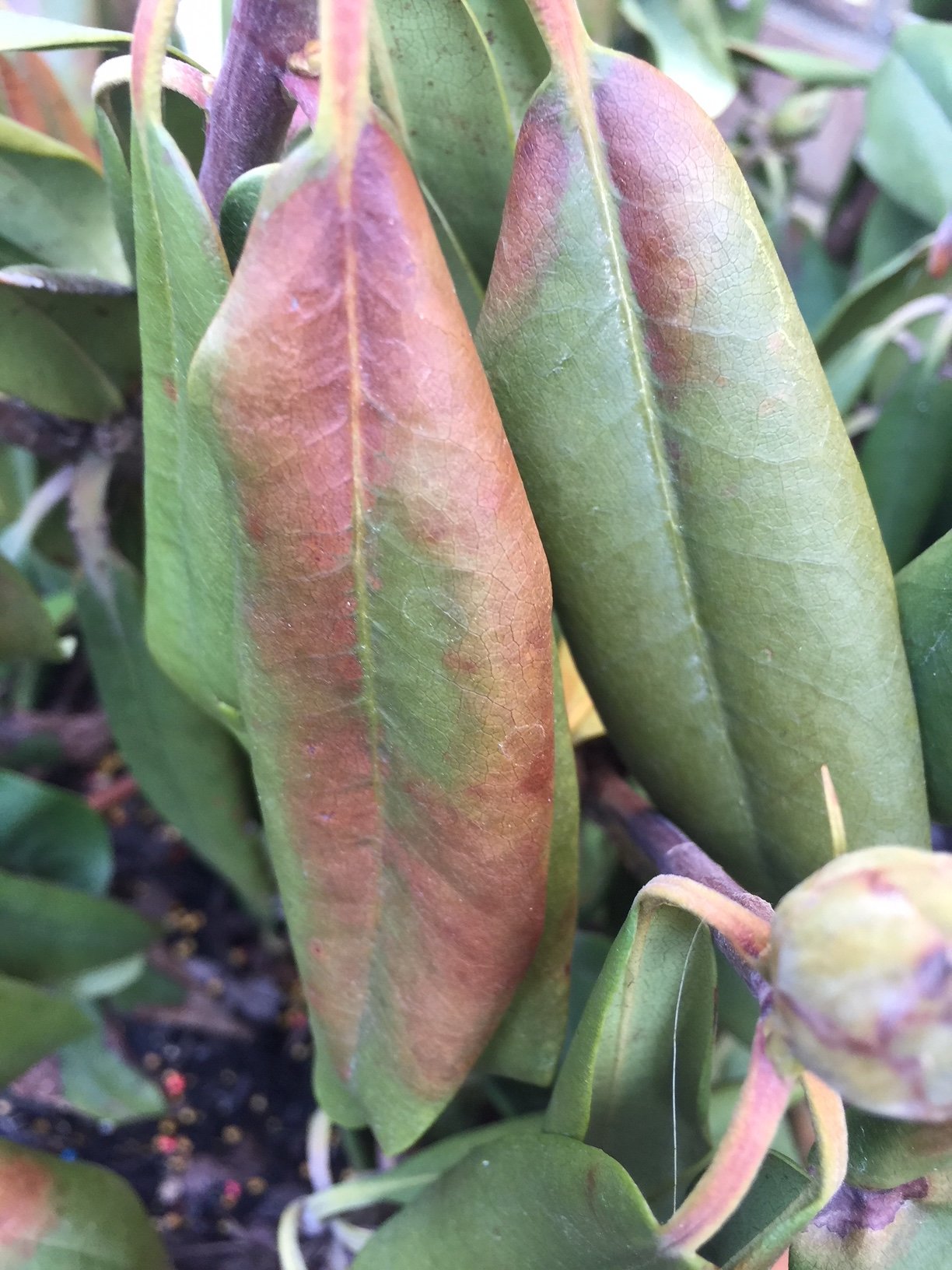 What is wrong with our rhododendron? — BBC Gardeners' World Magazine