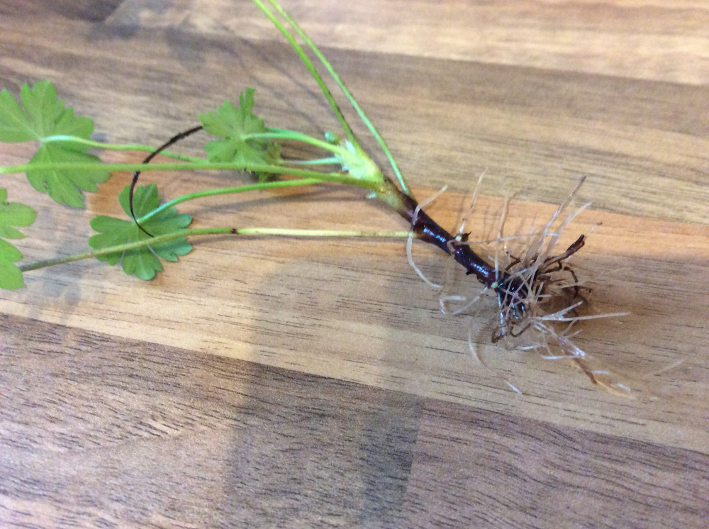 Plants that root in water Page 27 — BBC Gardeners' World Magazine