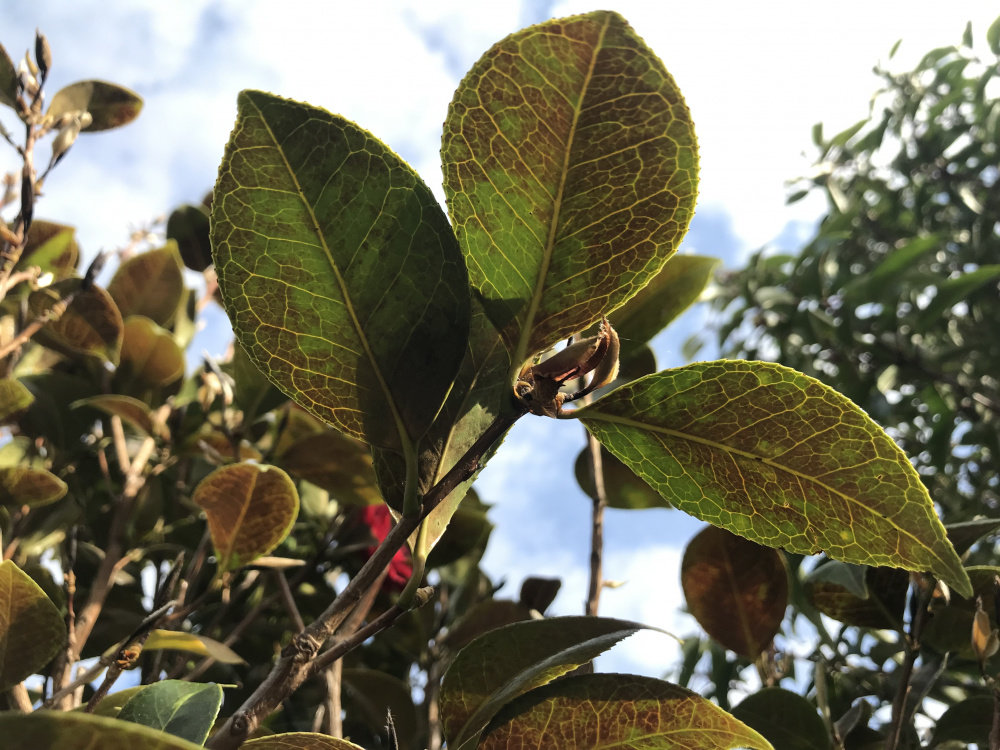 Why Have My Camellia Leaves Gone Brown at Virginia Hayden blog