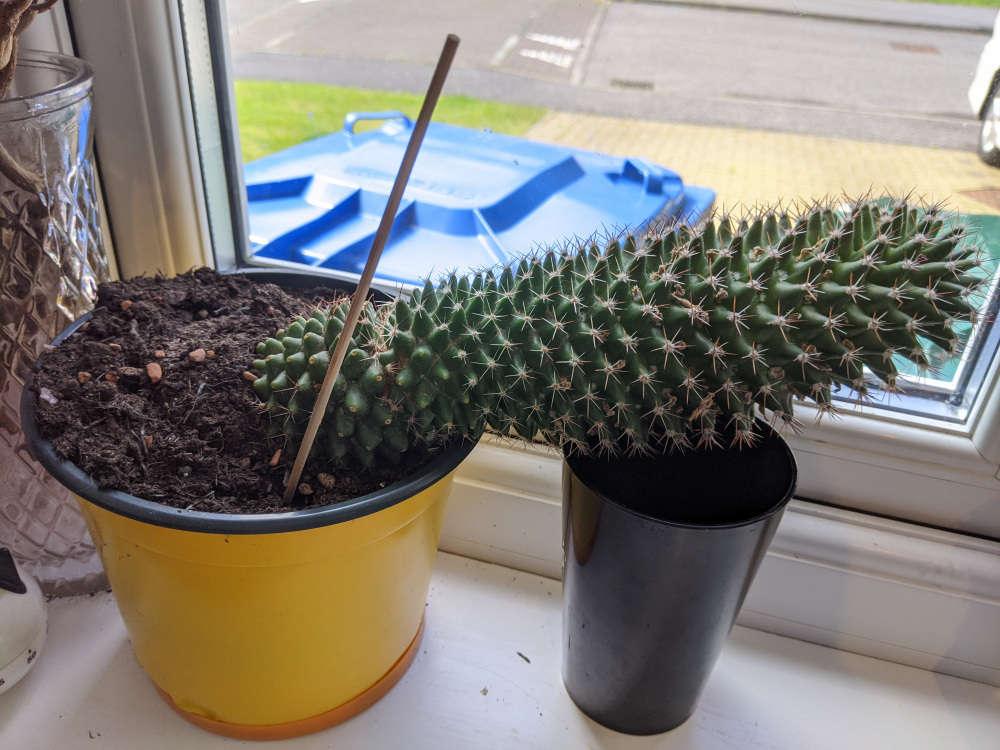 My cactus keeps falling over help! — BBC Gardeners' World Magazine