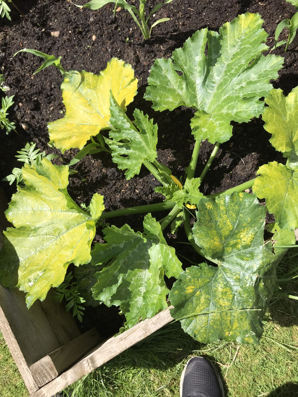 Yellow colouring on courgettes — BBC Gardeners' World Magazine