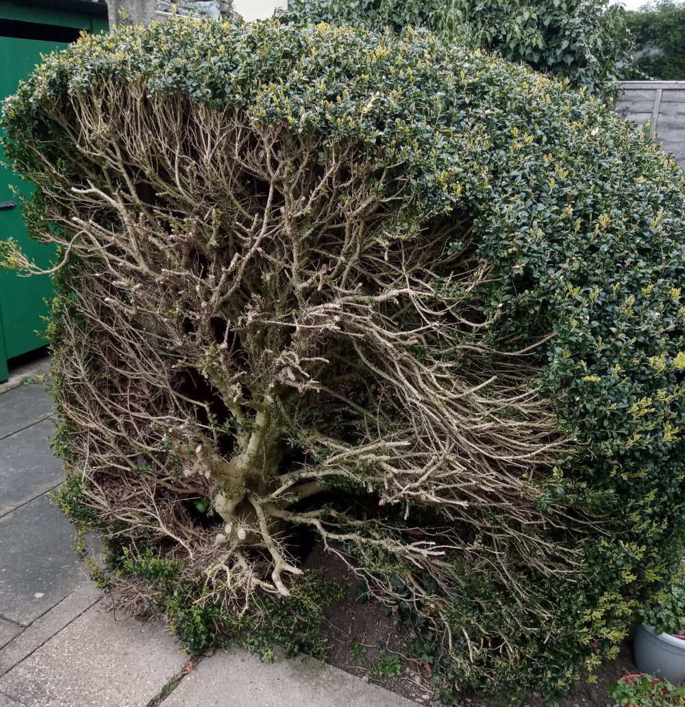 Bush cut nigh on in half by garden maintenance contractor. Would be