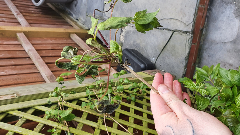 Clematis frost damage or dying? — BBC Gardeners' World Magazine