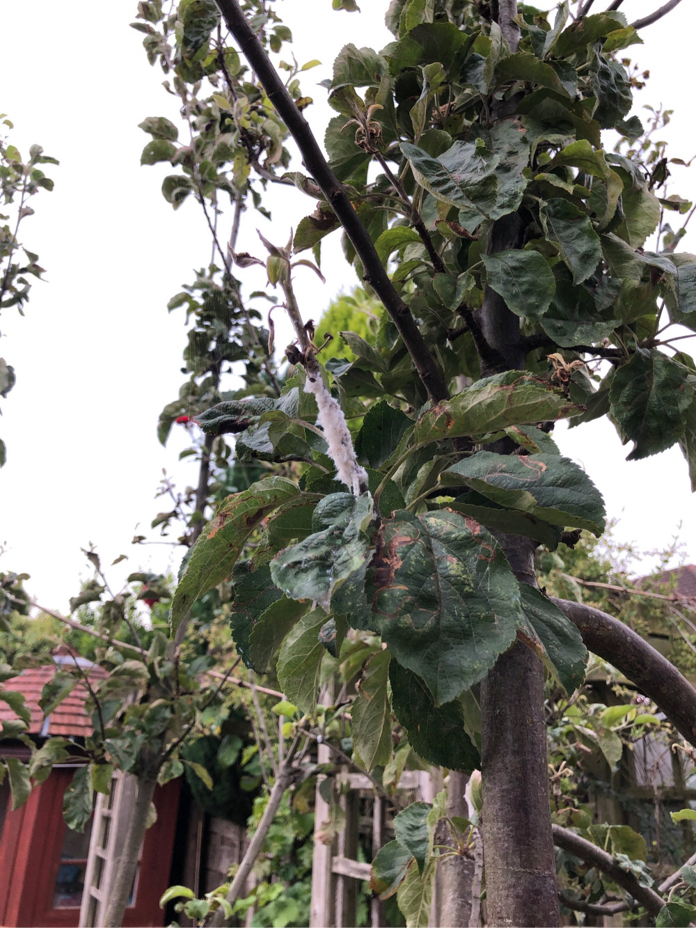 Help! What’s wrong with my Apple tree? — BBC Gardeners' World Magazine