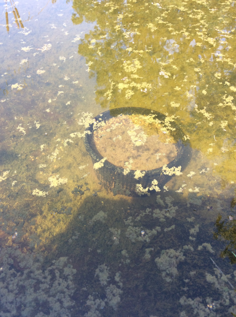 Is this pond sludge that needs ‘busting’? — BBC Gardeners' World Magazine