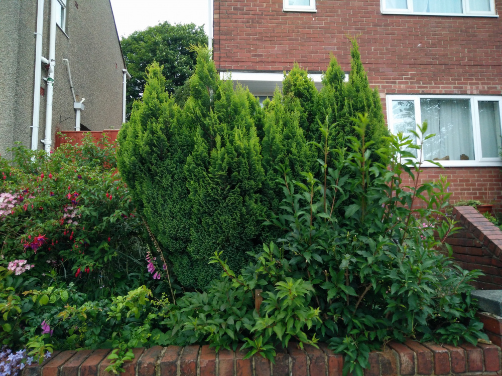 Mistake to just cut this leylandii down? — BBC Gardeners' World Magazine