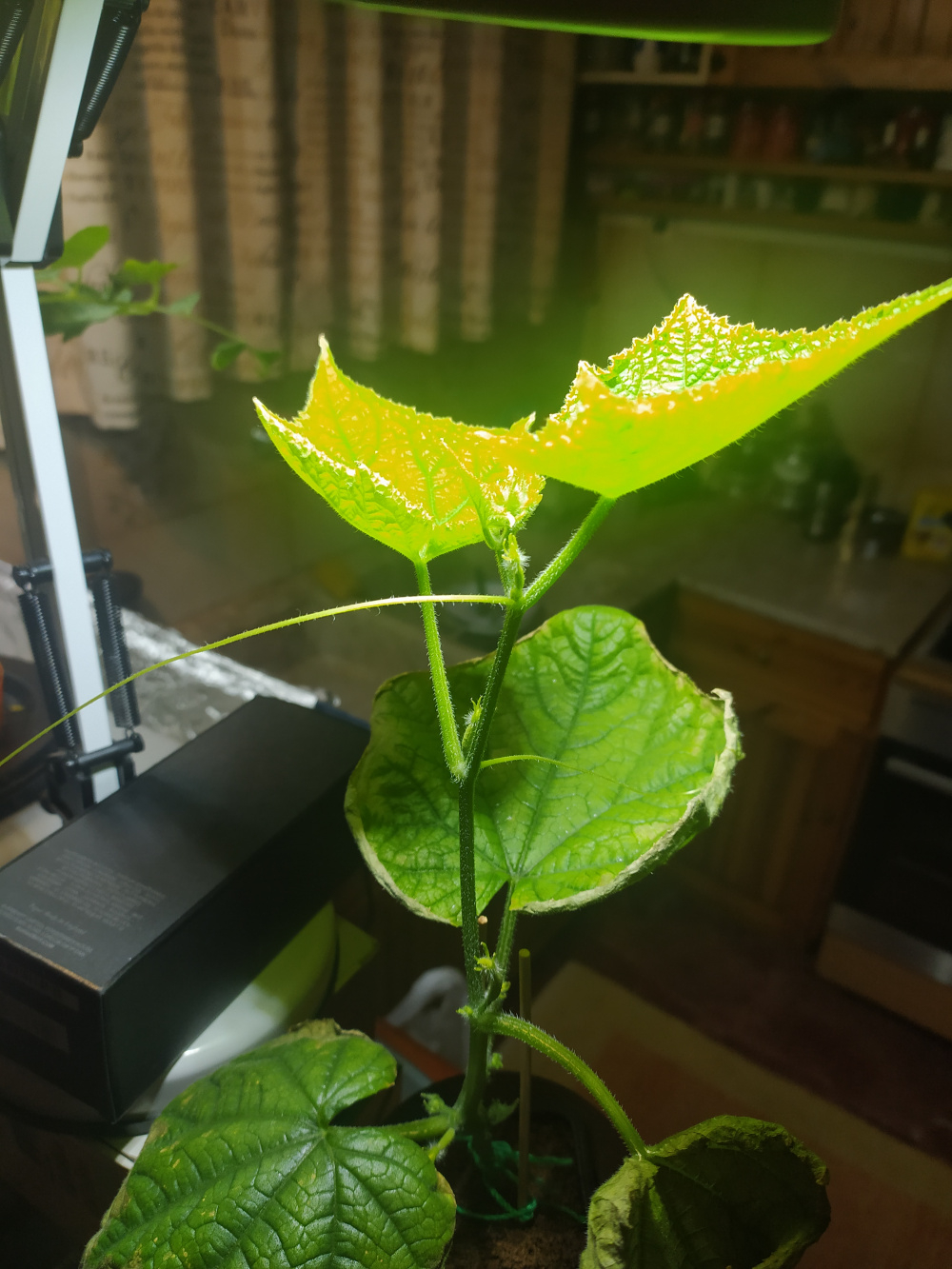 Cucumber — BBC Gardeners' World Magazine