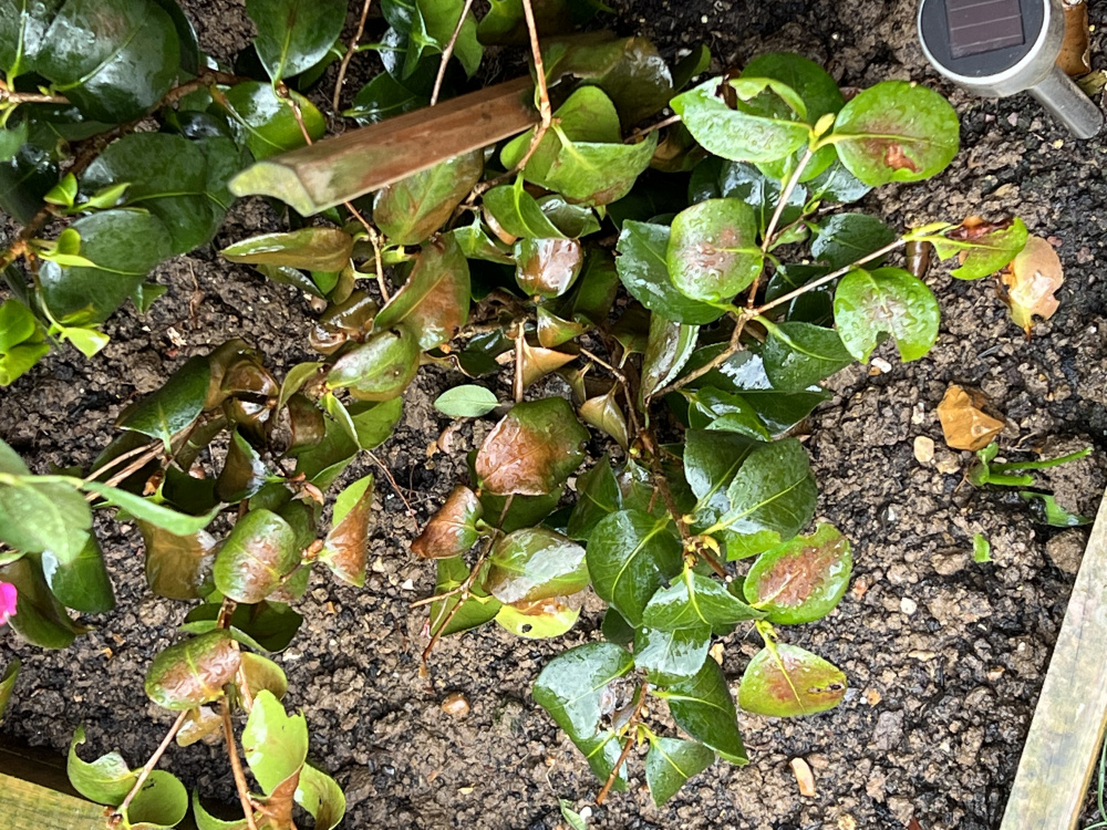 Camellia is dying 😩 looking for help urgently 🙏🏼 — BBC Gardeners' World