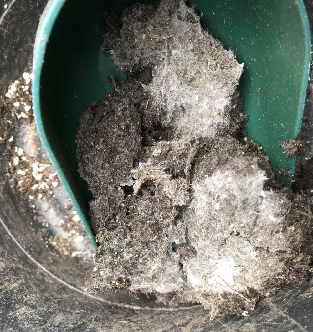 Why is my compost mouldy? — BBC Gardeners' World Magazine