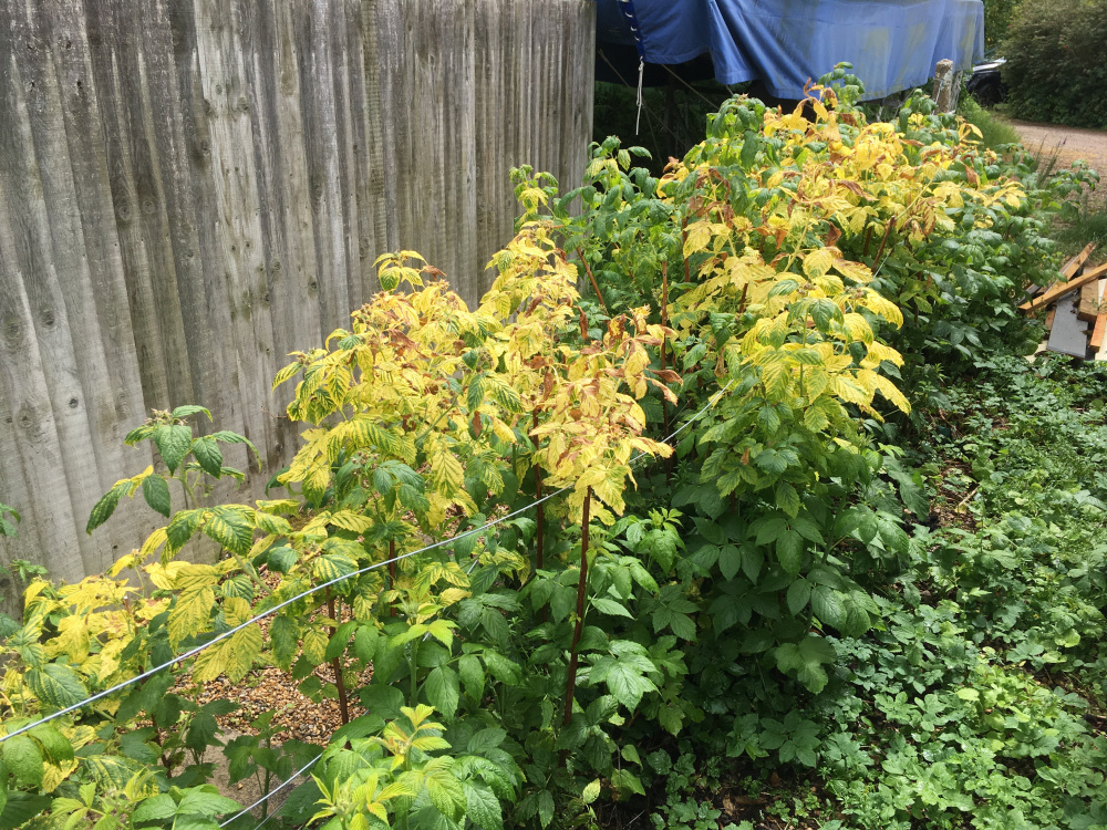 Yellowing leaves on raspberries, worried it may be virus — BBC