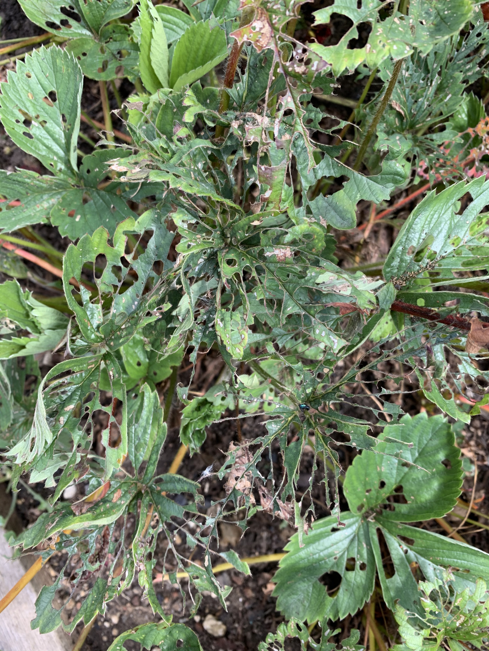 Who’s eating my strawberries — BBC Gardeners' World Magazine