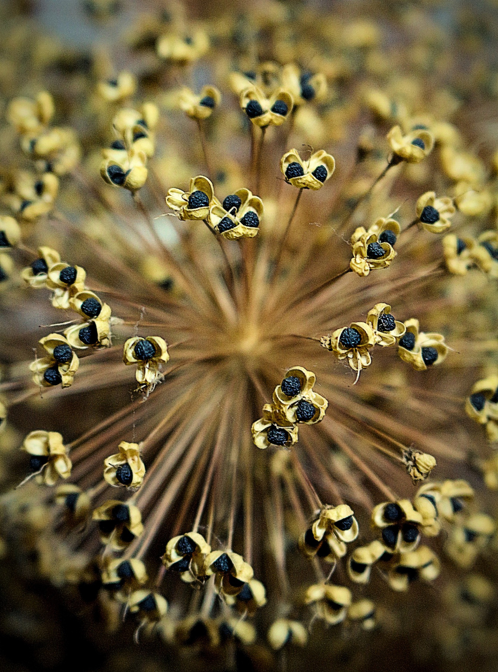 Spem in Allium — BBC Gardeners' World Magazine