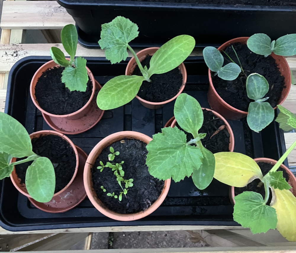 Courgette seedlings Different tones (?) of green — BBC Gardeners