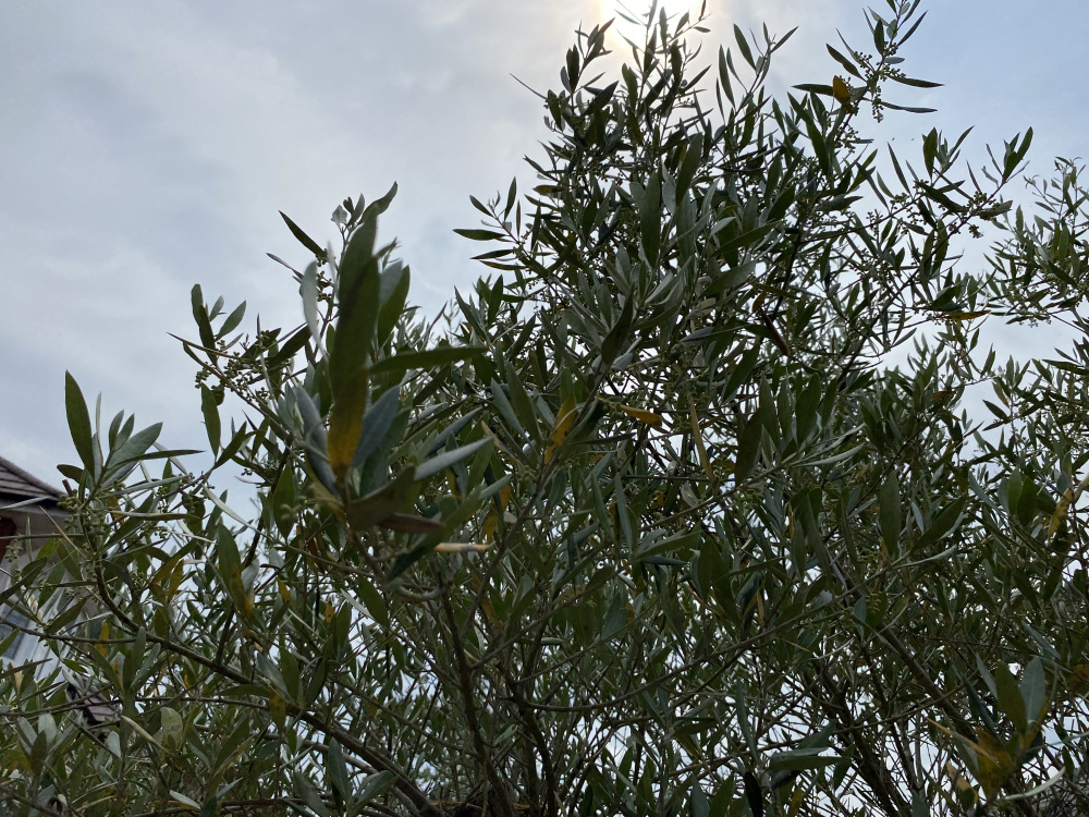 Olive tree yellow and dark spots — BBC Gardeners' World Magazine