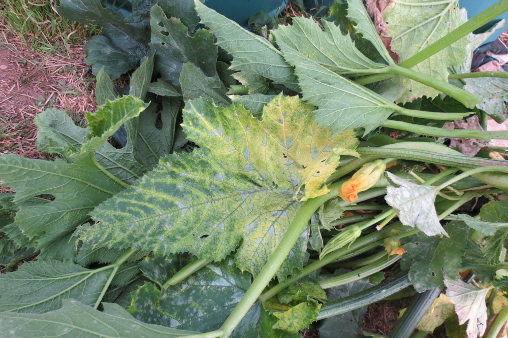 What's wrong with my courgette (plant) — BBC Gardeners' World Magazine