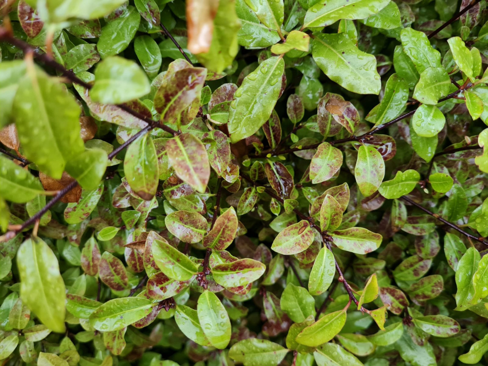 evergreen shrub disease help! — BBC Gardeners' World Magazine