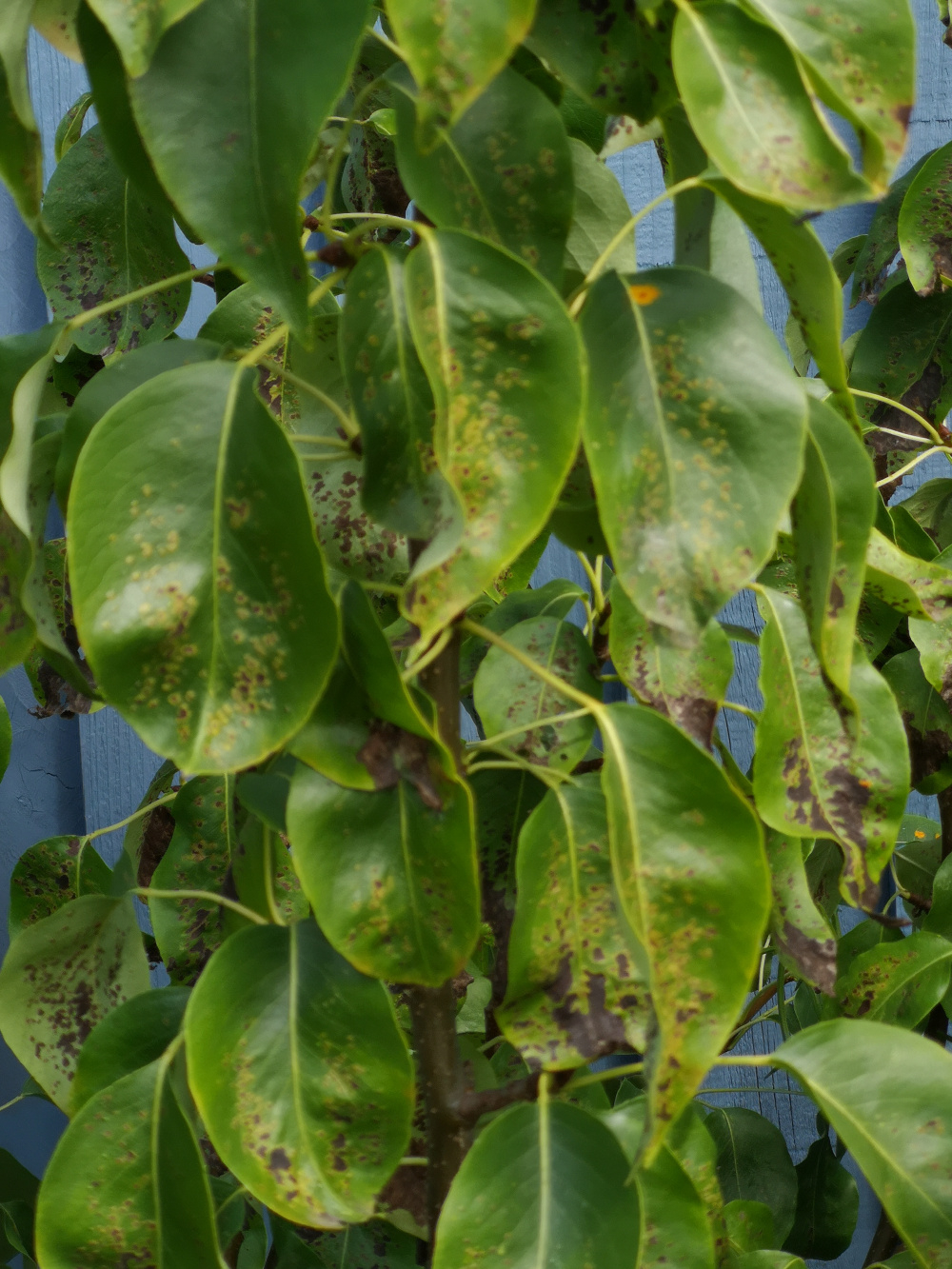 Pear tree leaves are wilting — BBC Gardeners' World Magazine