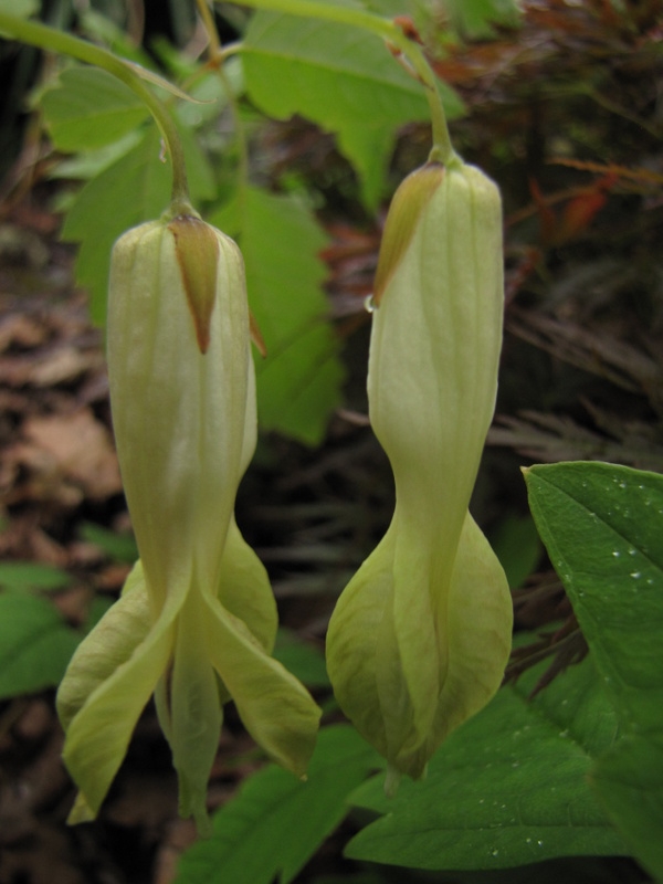 Dicentra macrantha — BBC Gardeners' World Magazine