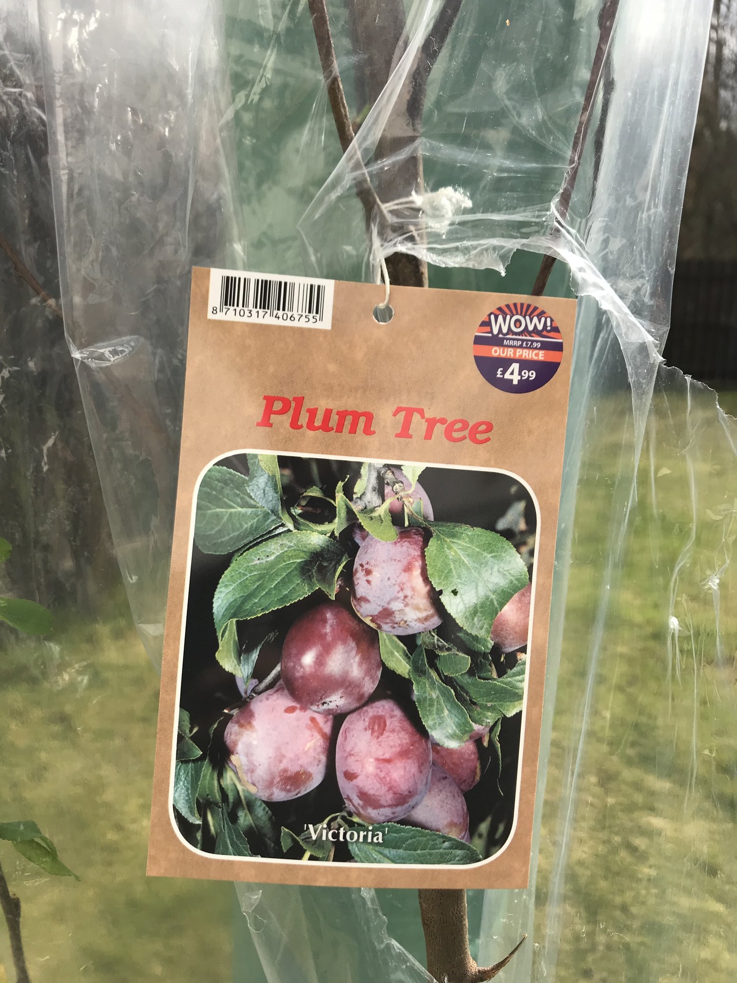 Plum tree for £4.99 — BBC Gardeners' World Magazine