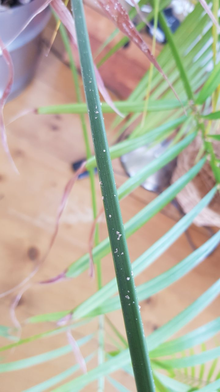 How to get rid of these white pests? — BBC Gardeners' World Magazine