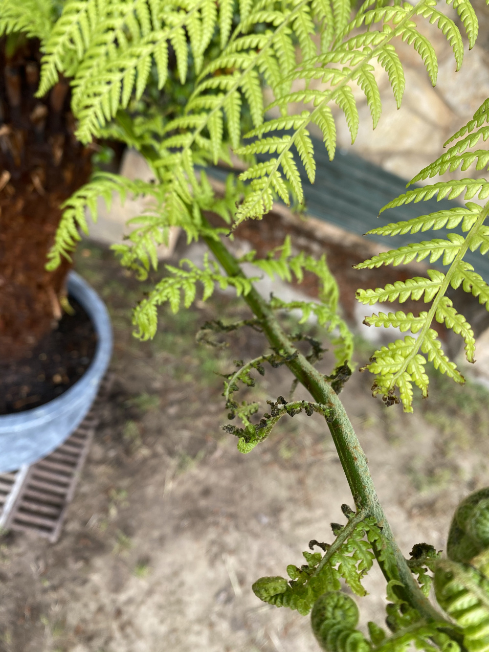 tree-fern-leaves-curling-and-burning-bbc-gardeners-world-magazine