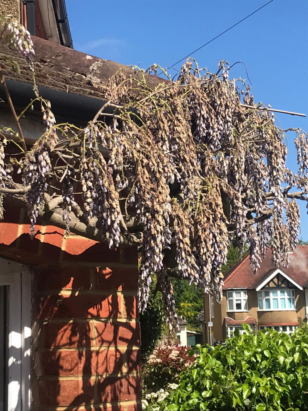 Help! Established Wisteria looking limp, brown and decidedly dead